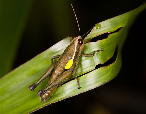Eulampiacris leucoptera, Finca Heimatlos, Ecuador  Ecuador,Ecuador 2021,Eulampiacris leucoptera,Finca Heimatlos,Geotagged,South America,Spring,World