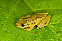 Red Snouted Tree Frog 2, Finca Heimatlos, Ecuador https://www.jungledragon.com/image/129136/red_snouted_tree_frog_2_-_top_view_finca_heimatlos_ecuador.html<br />
Second individual found in this location. Here's the other one:<br />
<br />
https://www.jungledragon.com/image/129132/red_snouted_tree_frog_-_frontal_finca_heimatlos_ecuador.html Ecuador,Ecuador 2021,Finca Heimatlos,Geotagged,Red Snouted Tree Frog,Scinax ruber,South America,Spring,World