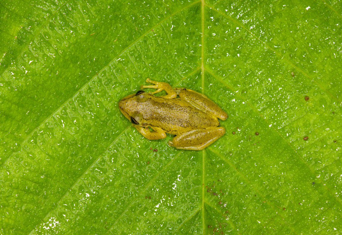 Red Snouted Tree Frog 2 - top view, Finca Heimatlos, Ecuador <figure class="photo"><a href="https://www.jungledragon.com/image/129135/red_snouted_tree_frog_2_finca_heimatlos_ecuador.html" title="Red Snouted Tree Frog 2, Finca Heimatlos, Ecuador"><img src="https://s3.amazonaws.com/media.jungledragon.com/images/2/129135_thumb.jpg?AWSAccessKeyId=05GMT0V3GWVNE7GGM1R2&Expires=1769040010&Signature=C6TJaufovTMSeTMldGMcYN1Wi8A%3D" width="200" height="134" alt="Red Snouted Tree Frog 2, Finca Heimatlos, Ecuador https://www.jungledragon.com/image/129136/red_snouted_tree_frog_2_-_top_view_finca_heimatlos_ecuador.html<br />
Second individual found in this location. Here's the other one:<br />
<br />
https://www.jungledragon.com/image/129132/red_snouted_tree_frog_-_frontal_finca_heimatlos_ecuador.html Ecuador,Ecuador 2021,Finca Heimatlos,Geotagged,Red Snouted Tree Frog,Scinax ruber,South America,Spring,World" /></a></figure><br />
Second individual found in this location. Here's the other one:<br />
<br />
<figure class="photo"><a href="https://www.jungledragon.com/image/129132/red_snouted_tree_frog_-_frontal_finca_heimatlos_ecuador.html" title="Red Snouted Tree Frog - frontal, Finca Heimatlos, Ecuador"><img src="https://s3.amazonaws.com/media.jungledragon.com/images/2/129132_thumb.jpg?AWSAccessKeyId=05GMT0V3GWVNE7GGM1R2&Expires=1769040010&Signature=wLAXJnk%2FeK5R%2FP7hsorbHaYZRho%3D" width="200" height="172" alt="Red Snouted Tree Frog - frontal, Finca Heimatlos, Ecuador ID verified by an expert. When you look at reference photos, it's extremely variable. It's likely a species complex consisting of several to-be-defined species.<br />
https://www.jungledragon.com/image/129133/red_snouted_tree_frog_finca_heimatlos_ecuador.html Ecuador,Ecuador 2021,Finca Heimatlos,Geotagged,Red Snouted Tree Frog,Scinax ruber,South America,Spring,World" /></a></figure> Ecuador,Ecuador 2021,Finca Heimatlos,Geotagged,Red Snouted Tree Frog,Scinax ruber,South America,Spring,World