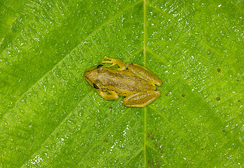 Red Snouted Tree Frog 2 - top view, Finca Heimatlos, Ecuador https://www.jungledragon.com/image/129135/red_snouted_tree_frog_2_finca_heimatlos_ecuador.html
Second individual found in this location. Here's the other one:

https://www.jungledragon.com/image/129132/red_snouted_tree_frog_-_frontal_finca_heimatlos_ecuador.html Ecuador,Ecuador 2021,Finca Heimatlos,Geotagged,Red Snouted Tree Frog,Scinax ruber,South America,Spring,World