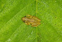 Red Snouted Tree Frog 2 - top view, Finca Heimatlos, Ecuador https://www.jungledragon.com/image/129135/red_snouted_tree_frog_2_finca_heimatlos_ecuador.html<br />
Second individual found in this location. Here's the other one:<br />
<br />
https://www.jungledragon.com/image/129132/red_snouted_tree_frog_-_frontal_finca_heimatlos_ecuador.html Ecuador,Ecuador 2021,Finca Heimatlos,Geotagged,Red Snouted Tree Frog,Scinax ruber,South America,Spring,World