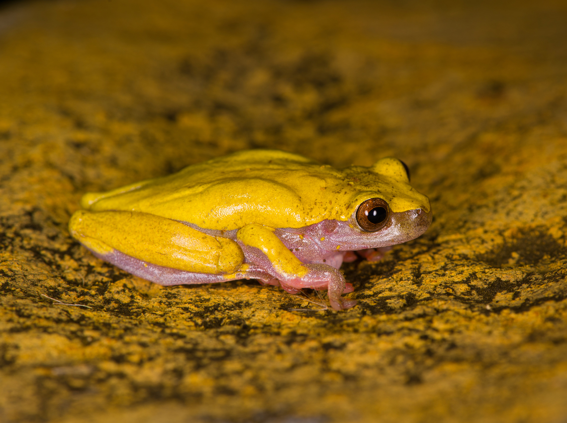 Reticulated tree frog - side view, Finca Heimatlos, Ecuador Verified by an expert. The solid yellow back separates this species from other Dendropsophus species.<br />
<figure class="photo"><a href="https://www.jungledragon.com/image/129140/reticulated_tree_frog_finca_heimatlos_ecuador.html" title="Reticulated tree frog, Finca Heimatlos, Ecuador"><img src="https://s3.amazonaws.com/media.jungledragon.com/images/2/129140_thumb.jpg?AWSAccessKeyId=05GMT0V3GWVNE7GGM1R2&Expires=1759968010&Signature=Kna4P%2FMbmR2BSss022OhhsKEJwA%3D" width="148" height="152" alt="Reticulated tree frog, Finca Heimatlos, Ecuador Verified by an expert. The solid yellow back separates this species from other Dendropsophus species.<br />
https://www.jungledragon.com/image/129137/reticulated_tree_frog_-_side_view_finca_heimatlos_ecuador.html<br />
https://www.jungledragon.com/image/129138/reticulated_tree_frog_-_portrait_finca_heimatlos_ecuador.html<br />
https://www.jungledragon.com/image/129139/reticulated_tree_frog_-_frontal_finca_heimatlos_ecuador.html Dendropsophus reticulatus,Ecuador,Ecuador 2021,Finca Heimatlos,Geotagged,South America,Spring,World" /></a></figure><br />
<figure class="photo"><a href="https://www.jungledragon.com/image/129138/reticulated_tree_frog_-_portrait_finca_heimatlos_ecuador.html" title="Reticulated tree frog - portrait, Finca Heimatlos, Ecuador"><img src="https://s3.amazonaws.com/media.jungledragon.com/images/2/129138_thumb.jpg?AWSAccessKeyId=05GMT0V3GWVNE7GGM1R2&Expires=1759968010&Signature=KIyX%2Fdlazqs9RvAAlHclfHIWFH4%3D" width="200" height="134" alt="Reticulated tree frog - portrait, Finca Heimatlos, Ecuador Verified by an expert. The solid yellow back separates this species from other Dendropsophus species.<br />
https://www.jungledragon.com/image/129140/reticulated_tree_frog_finca_heimatlos_ecuador.html<br />
https://www.jungledragon.com/image/129137/reticulated_tree_frog_-_side_view_finca_heimatlos_ecuador.html<br />
https://www.jungledragon.com/image/129139/reticulated_tree_frog_-_frontal_finca_heimatlos_ecuador.html Dendropsophus reticulatus,Ecuador,Ecuador 2021,Finca Heimatlos,Geotagged,Reticulated tree frog,South America,Spring,World" /></a></figure><br />
<figure class="photo"><a href="https://www.jungledragon.com/image/129139/reticulated_tree_frog_-_frontal_finca_heimatlos_ecuador.html" title="Reticulated tree frog - frontal, Finca Heimatlos, Ecuador"><img src="https://s3.amazonaws.com/media.jungledragon.com/images/2/129139_thumb.jpg?AWSAccessKeyId=05GMT0V3GWVNE7GGM1R2&Expires=1759968010&Signature=zeKNtQswvdSnZYvpAT0vW%2BfaLqs%3D" width="200" height="134" alt="Reticulated tree frog - frontal, Finca Heimatlos, Ecuador Verified by an expert. The solid yellow back separates this species from other Dendropsophus species.<br />
https://www.jungledragon.com/image/129140/reticulated_tree_frog_finca_heimatlos_ecuador.html<br />
https://www.jungledragon.com/image/129137/reticulated_tree_frog_-_side_view_finca_heimatlos_ecuador.html<br />
https://www.jungledragon.com/image/129138/reticulated_tree_frog_-_portrait_finca_heimatlos_ecuador.html Dendropsophus reticulatus,Ecuador,Ecuador 2021,Finca Heimatlos,Geotagged,Reticulated tree frog,South America,Spring,World" /></a></figure> Dendropsophus reticulatus,Ecuador,Ecuador 2021,Finca Heimatlos,Geotagged,Reticulated tree frog,South America,Spring,World