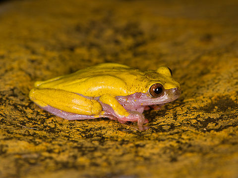 Reticulated tree frog - side view, Finca Heimatlos, Ecuador Verified by an expert. The solid yellow back separates this species from other Dendropsophus species.
https://www.jungledragon.com/image/129140/reticulated_tree_frog_finca_heimatlos_ecuador.html
https://www.jungledragon.com/image/129138/reticulated_tree_frog_-_portrait_finca_heimatlos_ecuador.html
https://www.jungledragon.com/image/129139/reticulated_tree_frog_-_frontal_finca_heimatlos_ecuador.html Dendropsophus reticulatus,Ecuador,Ecuador 2021,Finca Heimatlos,Geotagged,Reticulated tree frog,South America,Spring,World