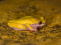 Reticulated tree frog - side view, Finca Heimatlos, Ecuador Verified by an expert. The solid yellow back separates this species from other Dendropsophus species.<br />
https://www.jungledragon.com/image/129140/reticulated_tree_frog_finca_heimatlos_ecuador.html<br />
https://www.jungledragon.com/image/129138/reticulated_tree_frog_-_portrait_finca_heimatlos_ecuador.html<br />
https://www.jungledragon.com/image/129139/reticulated_tree_frog_-_frontal_finca_heimatlos_ecuador.html Dendropsophus reticulatus,Ecuador,Ecuador 2021,Finca Heimatlos,Geotagged,Reticulated tree frog,South America,Spring,World