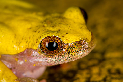 Reticulated tree frog - portrait, Finca Heimatlos, Ecuador Verified by an expert. The solid yellow back separates this species from other Dendropsophus species.
https://www.jungledragon.com/image/129140/reticulated_tree_frog_finca_heimatlos_ecuador.html
https://www.jungledragon.com/image/129137/reticulated_tree_frog_-_side_view_finca_heimatlos_ecuador.html
https://www.jungledragon.com/image/129139/reticulated_tree_frog_-_frontal_finca_heimatlos_ecuador.html Dendropsophus reticulatus,Ecuador,Ecuador 2021,Finca Heimatlos,Geotagged,Reticulated tree frog,South America,Spring,World
