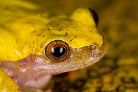 Reticulated tree frog - portrait, Finca Heimatlos, Ecuador Verified by an expert. The solid yellow back separates this species from other Dendropsophus species.<br />
https://www.jungledragon.com/image/129140/reticulated_tree_frog_finca_heimatlos_ecuador.html<br />
https://www.jungledragon.com/image/129137/reticulated_tree_frog_-_side_view_finca_heimatlos_ecuador.html<br />
https://www.jungledragon.com/image/129139/reticulated_tree_frog_-_frontal_finca_heimatlos_ecuador.html Dendropsophus reticulatus,Ecuador,Ecuador 2021,Finca Heimatlos,Geotagged,Reticulated tree frog,South America,Spring,World