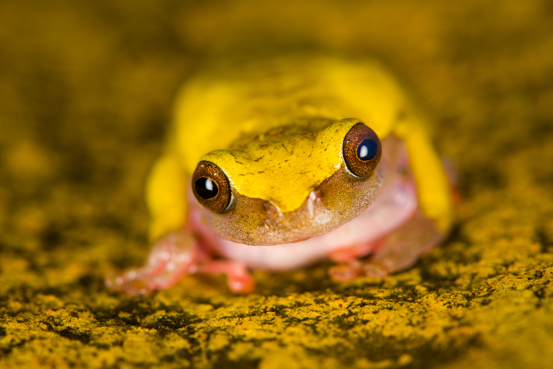 Reticulated tree frog - frontal, Finca Heimatlos, Ecuador Verified by an expert. The solid yellow back separates this species from other Dendropsophus species.<br />
<figure class="photo"><a href="https://www.jungledragon.com/image/129140/reticulated_tree_frog_finca_heimatlos_ecuador.html" title="Reticulated tree frog, Finca Heimatlos, Ecuador"><img src="https://s3.amazonaws.com/media.jungledragon.com/images/2/129140_thumb.jpg?AWSAccessKeyId=05GMT0V3GWVNE7GGM1R2&Expires=1759968010&Signature=Kna4P%2FMbmR2BSss022OhhsKEJwA%3D" width="148" height="152" alt="Reticulated tree frog, Finca Heimatlos, Ecuador Verified by an expert. The solid yellow back separates this species from other Dendropsophus species.<br />
https://www.jungledragon.com/image/129137/reticulated_tree_frog_-_side_view_finca_heimatlos_ecuador.html<br />
https://www.jungledragon.com/image/129138/reticulated_tree_frog_-_portrait_finca_heimatlos_ecuador.html<br />
https://www.jungledragon.com/image/129139/reticulated_tree_frog_-_frontal_finca_heimatlos_ecuador.html Dendropsophus reticulatus,Ecuador,Ecuador 2021,Finca Heimatlos,Geotagged,South America,Spring,World" /></a></figure><br />
<figure class="photo"><a href="https://www.jungledragon.com/image/129137/reticulated_tree_frog_-_side_view_finca_heimatlos_ecuador.html" title="Reticulated tree frog - side view, Finca Heimatlos, Ecuador"><img src="https://s3.amazonaws.com/media.jungledragon.com/images/2/129137_thumb.jpg?AWSAccessKeyId=05GMT0V3GWVNE7GGM1R2&Expires=1759968010&Signature=U%2BXEmNB4Alkccj4mFs2aDQGbjd4%3D" width="200" height="150" alt="Reticulated tree frog - side view, Finca Heimatlos, Ecuador Verified by an expert. The solid yellow back separates this species from other Dendropsophus species.<br />
https://www.jungledragon.com/image/129140/reticulated_tree_frog_finca_heimatlos_ecuador.html<br />
https://www.jungledragon.com/image/129138/reticulated_tree_frog_-_portrait_finca_heimatlos_ecuador.html<br />
https://www.jungledragon.com/image/129139/reticulated_tree_frog_-_frontal_finca_heimatlos_ecuador.html Dendropsophus reticulatus,Ecuador,Ecuador 2021,Finca Heimatlos,Geotagged,Reticulated tree frog,South America,Spring,World" /></a></figure><br />
<figure class="photo"><a href="https://www.jungledragon.com/image/129138/reticulated_tree_frog_-_portrait_finca_heimatlos_ecuador.html" title="Reticulated tree frog - portrait, Finca Heimatlos, Ecuador"><img src="https://s3.amazonaws.com/media.jungledragon.com/images/2/129138_thumb.jpg?AWSAccessKeyId=05GMT0V3GWVNE7GGM1R2&Expires=1759968010&Signature=KIyX%2Fdlazqs9RvAAlHclfHIWFH4%3D" width="200" height="134" alt="Reticulated tree frog - portrait, Finca Heimatlos, Ecuador Verified by an expert. The solid yellow back separates this species from other Dendropsophus species.<br />
https://www.jungledragon.com/image/129140/reticulated_tree_frog_finca_heimatlos_ecuador.html<br />
https://www.jungledragon.com/image/129137/reticulated_tree_frog_-_side_view_finca_heimatlos_ecuador.html<br />
https://www.jungledragon.com/image/129139/reticulated_tree_frog_-_frontal_finca_heimatlos_ecuador.html Dendropsophus reticulatus,Ecuador,Ecuador 2021,Finca Heimatlos,Geotagged,Reticulated tree frog,South America,Spring,World" /></a></figure> Dendropsophus reticulatus,Ecuador,Ecuador 2021,Finca Heimatlos,Geotagged,Reticulated tree frog,South America,Spring,World