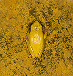 Reticulated tree frog, Finca Heimatlos, Ecuador Verified by an expert. The solid yellow back separates this species from other Dendropsophus species.<br />
https://www.jungledragon.com/image/129137/reticulated_tree_frog_-_side_view_finca_heimatlos_ecuador.html<br />
https://www.jungledragon.com/image/129138/reticulated_tree_frog_-_portrait_finca_heimatlos_ecuador.html<br />
https://www.jungledragon.com/image/129139/reticulated_tree_frog_-_frontal_finca_heimatlos_ecuador.html Dendropsophus reticulatus,Ecuador,Ecuador 2021,Finca Heimatlos,Geotagged,South America,Spring,World