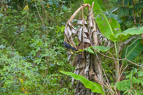 Greyish saltator, Finca Heimatlos Remote view of this widespread fruit eater. Ecuador,Ecuador 2021,Finca Heimatlos,Geotagged,Greyish saltator,Saltator coerulescens,South America,Spring,World