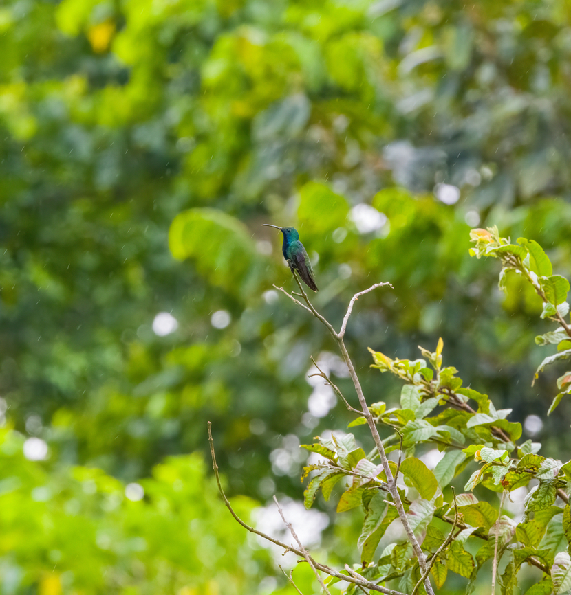 Black-throated mango, Finca Heimatlos, Ecuador Uncommon to rare in Ecuador. This looks like the adult male. Anthracothorax nigricollis,Black-throated mango,Ecuador,Ecuador 2021,Finca Heimatlos,Geotagged,South America,Spring,World
