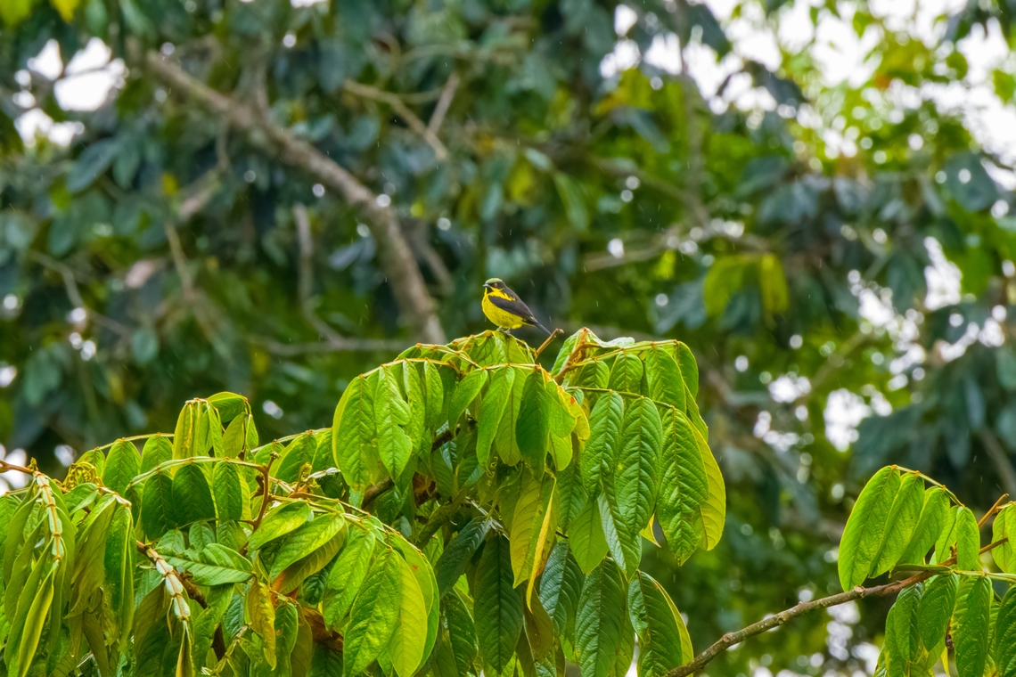Yellow-bellied dacnis, Finca Heimatlos, Ecuador The male of the species. The female is olive-colored. Dacnis flaviventer,Ecuador,Ecuador 2021,Finca Heimatlos,Geotagged,South America,Spring,World,Yellow-bellied dacnis