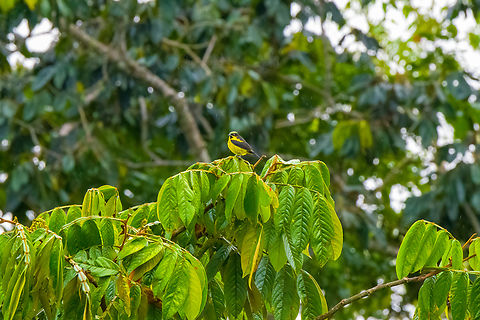 Yellow-bellied dacnis, Finca Heimatlos, Ecuador The male of the species. The female is olive-colored. Dacnis flaviventer,Ecuador,Ecuador 2021,Finca Heimatlos,Geotagged,South America,Spring,World,Yellow-bellied dacnis