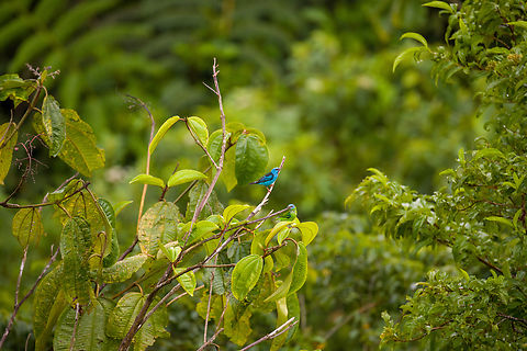Blue Dacnis, Finca Heimatlos Remote shot of both the male (blue, top) and female (green with blue head, bottom). Blue dacnis,Dacnis cayana,Ecuador,Ecuador 2021,Finca Heimatlos,Geotagged,South America,Spring,World