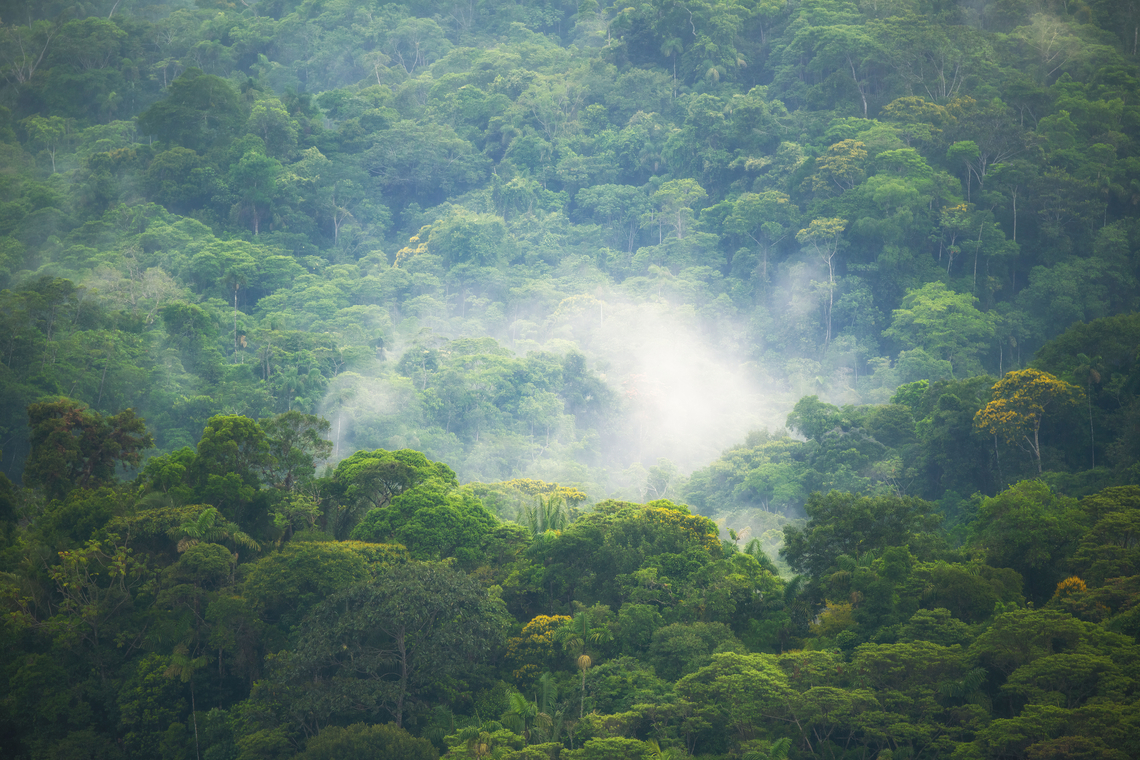 Finca Heimatlos forest view Our all-time favorite habitat on display, the mighty cloud forest. Ecuador,Ecuador 2021,Finca Heimatlos,Geotagged,South America,Spring,World
