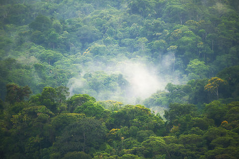 Finca Heimatlos forest view Our all-time favorite habitat on display, the mighty cloud forest. Ecuador,Ecuador 2021,Finca Heimatlos,Geotagged,South America,Spring,World