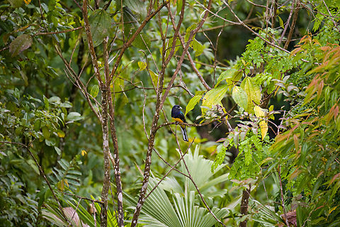 Green-backed Trogon, Finca Heimatlos, Ecuador Thanks Thibeaud for the ID.
https://www.jungledragon.com/image/129186/green-backed_trogon_-_perched_finca_heimatlos_ecuador.html
https://www.jungledragon.com/image/129187/green-backed_trogon_-_closeup_finca_heimatlos_ecuador.html Ecuador,Ecuador 2021,Finca Heimatlos,Geotagged,Green-backed Trogon,South America,Spring,Trogon viridis,World