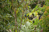 Green-backed Trogon, Finca Heimatlos, Ecuador Thanks Thibeaud for the ID.<br />
https://www.jungledragon.com/image/129186/green-backed_trogon_-_perched_finca_heimatlos_ecuador.html<br />
https://www.jungledragon.com/image/129187/green-backed_trogon_-_closeup_finca_heimatlos_ecuador.html Ecuador,Ecuador 2021,Finca Heimatlos,Geotagged,Green-backed Trogon,South America,Spring,Trogon viridis,World