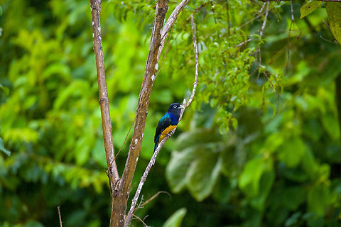 Green-backed Trogon - perched, Finca Heimatlos, Ecuador Thanks Thibeaud for the ID.
https://www.jungledragon.com/image/129185/green-backed_trogon_finca_heimatlos_ecuador.html
https://www.jungledragon.com/image/129187/green-backed_trogon_-_closeup_finca_heimatlos_ecuador.html Ecuador,Ecuador 2021,Finca Heimatlos,Geotagged,Green-backed Trogon,South America,Spring,Trogon viridis,World