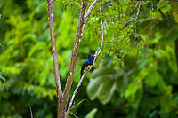 Green-backed Trogon - perched, Finca Heimatlos, Ecuador Thanks Thibeaud for the ID.<br />
https://www.jungledragon.com/image/129185/green-backed_trogon_finca_heimatlos_ecuador.html<br />
https://www.jungledragon.com/image/129187/green-backed_trogon_-_closeup_finca_heimatlos_ecuador.html Ecuador,Ecuador 2021,Finca Heimatlos,Geotagged,Green-backed Trogon,South America,Spring,Trogon viridis,World
