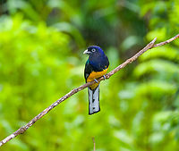 Green-backed Trogon - closeup, Finca Heimatlos, Ecuador Thanks Thibeaud for the ID.<br />
https://www.jungledragon.com/image/129185/green-backed_trogon_finca_heimatlos_ecuador.html<br />
https://www.jungledragon.com/image/129186/green-backed_trogon_-_perched_finca_heimatlos_ecuador.html Ecuador,Ecuador 2021,Finca Heimatlos,Geotagged,Green-backed Trogon,South America,Spring,Trogon viridis,World