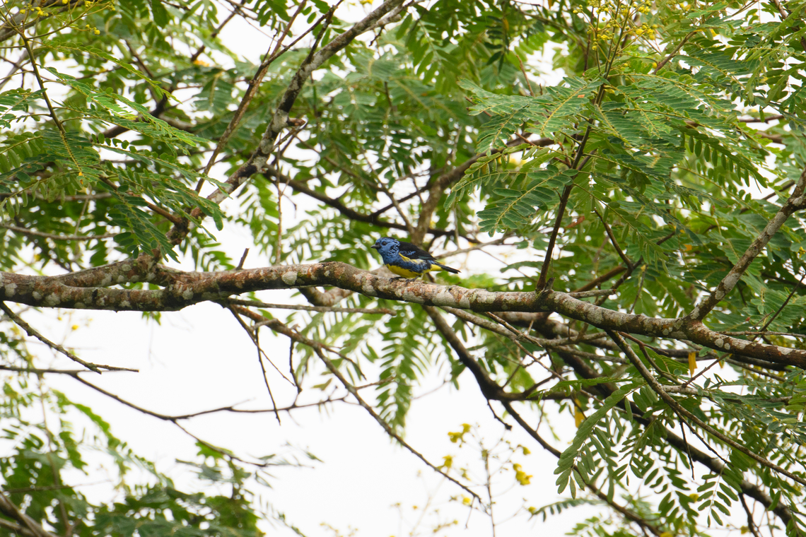 Turquoise tanager, Finca Heimatlos, Ecuador <figure class="photo"><a href="https://www.jungledragon.com/image/129189/turquoise_tanager_-_2_finca_heimatlos_ecuador.html" title="Turquoise tanager - 2, Finca Heimatlos, Ecuador"><img src="https://s3.amazonaws.com/media.jungledragon.com/images/2/129189_thumb.jpg?AWSAccessKeyId=05GMT0V3GWVNE7GGM1R2&Expires=1759968010&Signature=sEpmpLifXnC3rnkSOnOJl5IUObA%3D" width="200" height="134" alt="Turquoise tanager - 2, Finca Heimatlos, Ecuador https://www.jungledragon.com/image/129188/turquoise_tanager_finca_heimatlos_ecuador.html<br />
https://www.jungledragon.com/image/129190/turquoise_tanager_-_closeup_finca_heimatlos_ecuador.html Ecuador,Ecuador 2021,Finca Heimatlos,Geotagged,South America,Spring,Tangara mexicana,Turquoise tanager,World" /></a></figure><br />
<figure class="photo"><a href="https://www.jungledragon.com/image/129190/turquoise_tanager_-_closeup_finca_heimatlos_ecuador.html" title="Turquoise tanager - closeup, Finca Heimatlos, Ecuador"><img src="https://s3.amazonaws.com/media.jungledragon.com/images/2/129190_thumb.jpg?AWSAccessKeyId=05GMT0V3GWVNE7GGM1R2&Expires=1759968010&Signature=qSDUx5l6Mq5MG490d0eZlp9ZRho%3D" width="200" height="186" alt="Turquoise tanager - closeup, Finca Heimatlos, Ecuador https://www.jungledragon.com/image/129188/turquoise_tanager_finca_heimatlos_ecuador.html<br />
https://www.jungledragon.com/image/129189/turquoise_tanager_-_2_finca_heimatlos_ecuador.html Ecuador,Ecuador 2021,Finca Heimatlos,Geotagged,South America,Spring,Tangara mexicana,Turquoise tanager,World" /></a></figure> Ecuador,Ecuador 2021,Finca Heimatlos,Geotagged,South America,Spring,Tangara mexicana,Turquoise tanager,World