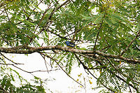 Turquoise tanager, Finca Heimatlos, Ecuador https://www.jungledragon.com/image/129189/turquoise_tanager_-_2_finca_heimatlos_ecuador.html<br />
https://www.jungledragon.com/image/129190/turquoise_tanager_-_closeup_finca_heimatlos_ecuador.html Ecuador,Ecuador 2021,Finca Heimatlos,Geotagged,South America,Spring,Tangara mexicana,Turquoise tanager,World