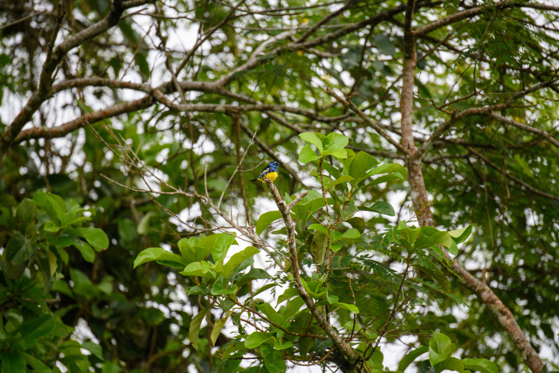 Turquoise tanager - 2, Finca Heimatlos, Ecuador <figure class="photo"><a href="https://www.jungledragon.com/image/129188/turquoise_tanager_finca_heimatlos_ecuador.html" title="Turquoise tanager, Finca Heimatlos, Ecuador"><img src="https://s3.amazonaws.com/media.jungledragon.com/images/2/129188_thumb.jpg?AWSAccessKeyId=05GMT0V3GWVNE7GGM1R2&Expires=1759968010&Signature=r%2BRNA%2FnaCgcinD3R4WBAboHRWJY%3D" width="200" height="134" alt="Turquoise tanager, Finca Heimatlos, Ecuador https://www.jungledragon.com/image/129189/turquoise_tanager_-_2_finca_heimatlos_ecuador.html<br />
https://www.jungledragon.com/image/129190/turquoise_tanager_-_closeup_finca_heimatlos_ecuador.html Ecuador,Ecuador 2021,Finca Heimatlos,Geotagged,South America,Spring,Tangara mexicana,Turquoise tanager,World" /></a></figure><br />
<figure class="photo"><a href="https://www.jungledragon.com/image/129190/turquoise_tanager_-_closeup_finca_heimatlos_ecuador.html" title="Turquoise tanager - closeup, Finca Heimatlos, Ecuador"><img src="https://s3.amazonaws.com/media.jungledragon.com/images/2/129190_thumb.jpg?AWSAccessKeyId=05GMT0V3GWVNE7GGM1R2&Expires=1759968010&Signature=qSDUx5l6Mq5MG490d0eZlp9ZRho%3D" width="200" height="186" alt="Turquoise tanager - closeup, Finca Heimatlos, Ecuador https://www.jungledragon.com/image/129188/turquoise_tanager_finca_heimatlos_ecuador.html<br />
https://www.jungledragon.com/image/129189/turquoise_tanager_-_2_finca_heimatlos_ecuador.html Ecuador,Ecuador 2021,Finca Heimatlos,Geotagged,South America,Spring,Tangara mexicana,Turquoise tanager,World" /></a></figure> Ecuador,Ecuador 2021,Finca Heimatlos,Geotagged,South America,Spring,Tangara mexicana,Turquoise tanager,World