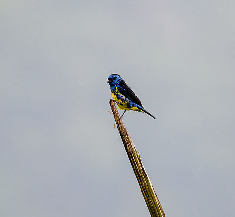 Turquoise tanager - closeup, Finca Heimatlos, Ecuador https://www.jungledragon.com/image/129188/turquoise_tanager_finca_heimatlos_ecuador.html
https://www.jungledragon.com/image/129189/turquoise_tanager_-_2_finca_heimatlos_ecuador.html Ecuador,Ecuador 2021,Finca Heimatlos,Geotagged,South America,Spring,Tangara mexicana,Turquoise tanager,World