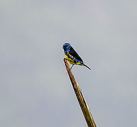 Turquoise tanager - closeup, Finca Heimatlos, Ecuador https://www.jungledragon.com/image/129188/turquoise_tanager_finca_heimatlos_ecuador.html<br />
https://www.jungledragon.com/image/129189/turquoise_tanager_-_2_finca_heimatlos_ecuador.html Ecuador,Ecuador 2021,Finca Heimatlos,Geotagged,South America,Spring,Tangara mexicana,Turquoise tanager,World