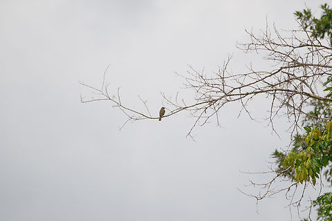 Grey-capped flycatcher, Rio Bobonaza, Ecuador Another fine production from White Sky Photography™.
Thanks Thibaud for the ID check. Ecuador,Ecuador 2021,Finca Heimatlos,Geotagged,Grey-capped flycatcher,Myiozetetes granadensis,Rio Bobonaza,South America,Spring,World