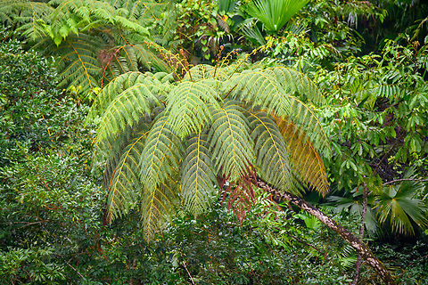 Tree fern, Rio Bobonaza, Ecuador  Ecuador,Ecuador 2021,Finca Heimatlos,Geotagged,Rio Bobonaza,South America,Spring,World