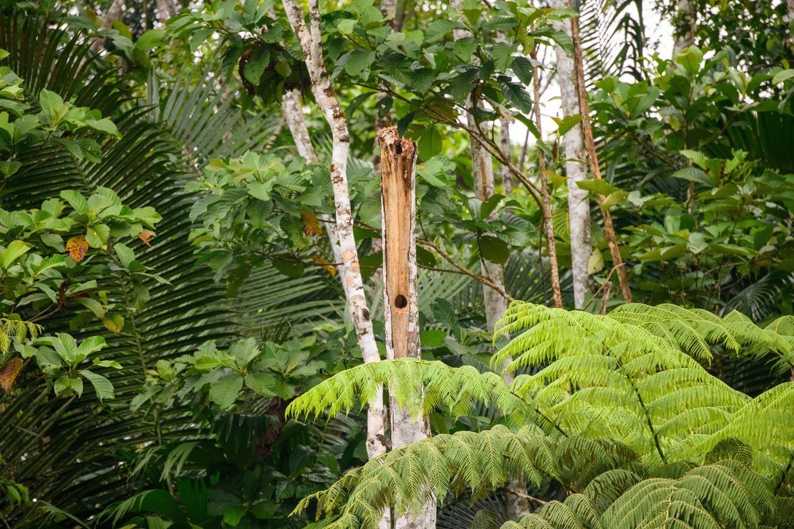 Woodpecker nest (assumed), Rio Bobonaza, Ecuador  Ecuador,Ecuador 2021,Finca Heimatlos,Geotagged,Rio Bobonaza,South America,Spring,World