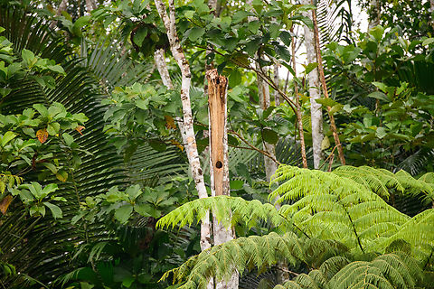 Woodpecker nest (assumed), Rio Bobonaza, Ecuador  Ecuador,Ecuador 2021,Finca Heimatlos,Geotagged,Rio Bobonaza,South America,Spring,World