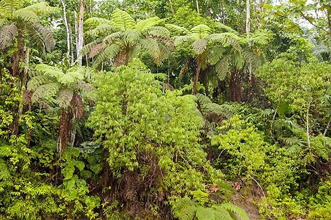 Rio Bobonaza vegetation, Ecuador An impression of foliage growing on the shores of Rio Bobonaza. Ecuador,Ecuador 2021,Finca Heimatlos,Geotagged,Rio Bobonaza,South America,Spring,World