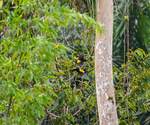 Yellow-rumped Cacique, Rio Bobonaza, Ecuador Two individuals in some kind of dispute. These birds are hard to miss, they breed in colonies of up to a 100 nests and are incredibly chatty. Nests:
https://www.jungledragon.com/image/129196/yellow-rumped_cacique_nests_rio_bobonaza_ecuador.html
https://www.jungledragon.com/image/129201/yellow-rumped_cacique_nest_rio_bobonaza_ecuador.html Cacicus cela,Ecuador,Ecuador 2021,Finca Heimatlos,Geotagged,Rio Bobonaza,South America,Spring,World,Yellow-rumped Cacique