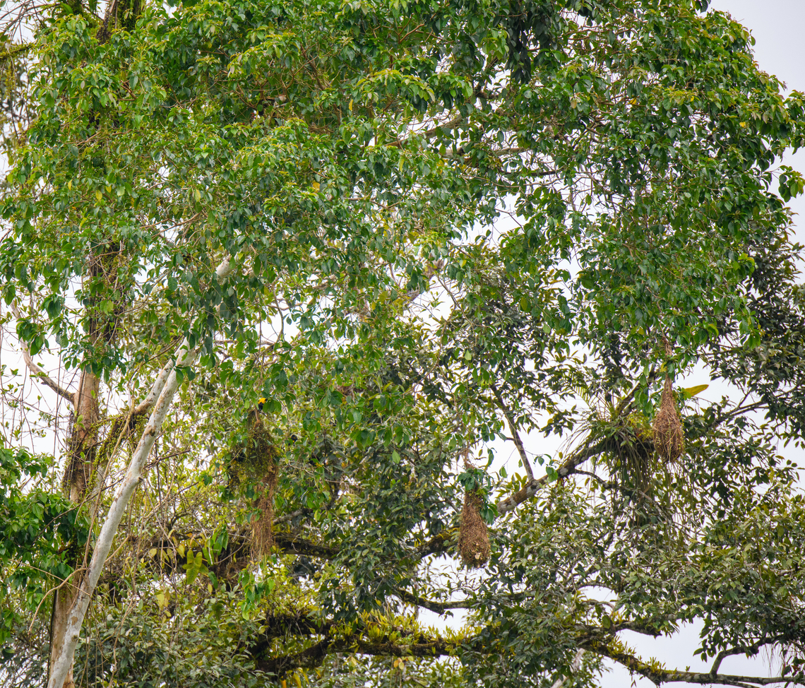 Yellow-rumped Cacique nests, Rio Bobonaza, Ecuador A handful of bag-shaped nests built by Yellow-rumped Caciques. There may be up to a 100 of such nests in a large colony. They often intentionally build these nests close to paper wasp nests. The paper wasps are no threat to the nest yet will keep out small parasites.<br />
<figure class="photo"><a href="https://www.jungledragon.com/image/129195/yellow-rumped_cacique_rio_bobonaza_ecuador.html" title="Yellow-rumped Cacique, Rio Bobonaza, Ecuador"><img src="https://s3.amazonaws.com/media.jungledragon.com/images/2/129195_thumb.jpg?AWSAccessKeyId=05GMT0V3GWVNE7GGM1R2&Expires=1761782410&Signature=hm5o8GqvmR7SYPxtZw5hcWhs%2F%2B0%3D" width="200" height="168" alt="Yellow-rumped Cacique, Rio Bobonaza, Ecuador Two individuals in some kind of dispute. These birds are hard to miss, they breed in colonies of up to a 100 nests and are incredibly chatty. Nests:<br />
https://www.jungledragon.com/image/129196/yellow-rumped_cacique_nests_rio_bobonaza_ecuador.html<br />
https://www.jungledragon.com/image/129201/yellow-rumped_cacique_nest_rio_bobonaza_ecuador.html Cacicus cela,Ecuador,Ecuador 2021,Finca Heimatlos,Geotagged,Rio Bobonaza,South America,Spring,World,Yellow-rumped Cacique" /></a></figure><br />
<figure class="photo"><a href="https://www.jungledragon.com/image/129201/yellow-rumped_cacique_nest_rio_bobonaza_ecuador.html" title="Yellow-rumped Cacique nest, Rio Bobonaza, Ecuador"><img src="https://s3.amazonaws.com/media.jungledragon.com/images/2/129201_thumb.jpg?AWSAccessKeyId=05GMT0V3GWVNE7GGM1R2&Expires=1761782410&Signature=7jca6VuV99TT3TT5%2BpBW014o5Rk%3D" width="146" height="152" alt="Yellow-rumped Cacique nest, Rio Bobonaza, Ecuador Closeup of a bag-shaped nests built by Yellow-rumped Caciques. There may be up to a 100 of such nests in a large colony. They often intentionally build these nests close to paper wasp nests. The paper wasps are no threat to the nest yet will keep out small parasites.<br />
https://www.jungledragon.com/image/129195/yellow-rumped_cacique_rio_bobonaza_ecuador.html<br />
https://www.jungledragon.com/image/129196/yellow-rumped_cacique_nests_rio_bobonaza_ecuador.html Ecuador,Ecuador 2021,Finca Heimatlos,Geotagged,Rio Bobonaza,South America,Spring,World" /></a></figure> Ecuador,Ecuador 2021,Finca Heimatlos,Geotagged,Rio Bobonaza,South America,Spring,World