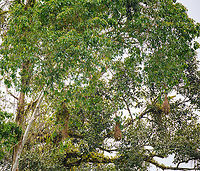 Yellow-rumped Cacique nests, Rio Bobonaza, Ecuador A handful of bag-shaped nests built by Yellow-rumped Caciques. There may be up to a 100 of such nests in a large colony. They often intentionally build these nests close to paper wasp nests. The paper wasps are no threat to the nest yet will keep out small parasites.<br />
https://www.jungledragon.com/image/129195/yellow-rumped_cacique_rio_bobonaza_ecuador.html<br />
https://www.jungledragon.com/image/129201/yellow-rumped_cacique_nest_rio_bobonaza_ecuador.html Ecuador,Ecuador 2021,Finca Heimatlos,Geotagged,Rio Bobonaza,South America,Spring,World