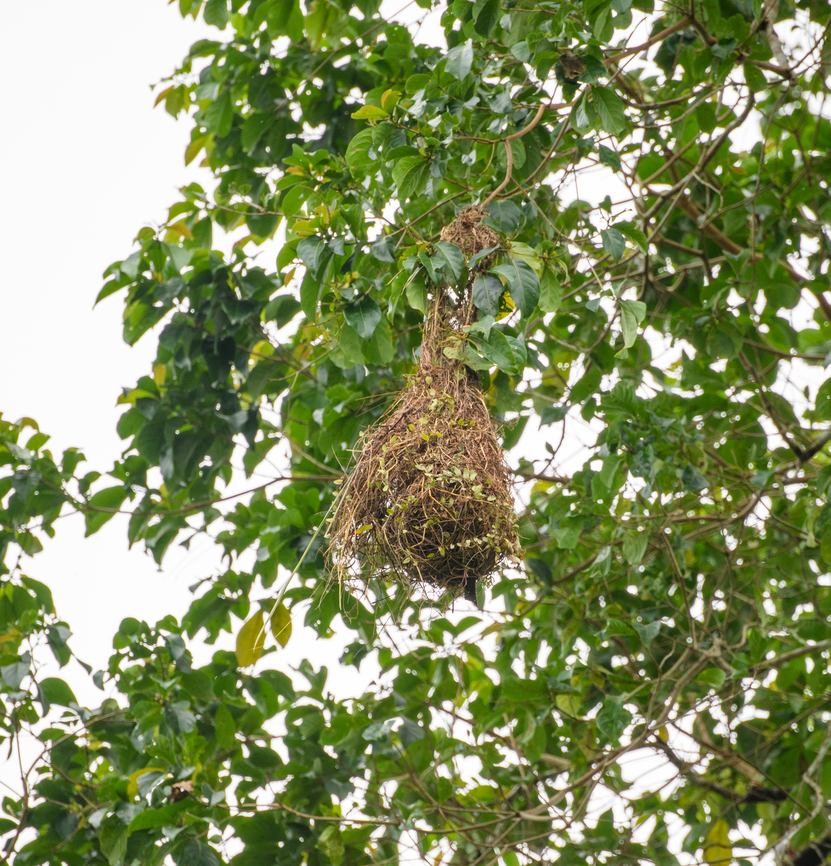 Yellow-rumped Cacique nest, Rio Bobonaza, Ecuador Closeup of  a bag-shaped nests built by Yellow-rumped Caciques. There may be up to a 100 of such nests in a large colony. They often intentionally build these nests close to paper wasp nests. The paper wasps are no threat to the nest yet will keep out small parasites.<br />
<figure class="photo"><a href="https://www.jungledragon.com/image/129195/yellow-rumped_cacique_rio_bobonaza_ecuador.html" title="Yellow-rumped Cacique, Rio Bobonaza, Ecuador"><img src="https://s3.amazonaws.com/media.jungledragon.com/images/2/129195_thumb.jpg?AWSAccessKeyId=05GMT0V3GWVNE7GGM1R2&Expires=1769040010&Signature=JQsmwIFPeviNBUnfborhnswqBKg%3D" width="200" height="168" alt="Yellow-rumped Cacique, Rio Bobonaza, Ecuador Two individuals in some kind of dispute. These birds are hard to miss, they breed in colonies of up to a 100 nests and are incredibly chatty. Nests:<br />
https://www.jungledragon.com/image/129196/yellow-rumped_cacique_nests_rio_bobonaza_ecuador.html<br />
https://www.jungledragon.com/image/129201/yellow-rumped_cacique_nest_rio_bobonaza_ecuador.html Cacicus cela,Ecuador,Ecuador 2021,Finca Heimatlos,Geotagged,Rio Bobonaza,South America,Spring,World,Yellow-rumped Cacique" /></a></figure><br />
<figure class="photo"><a href="https://www.jungledragon.com/image/129196/yellow-rumped_cacique_nests_rio_bobonaza_ecuador.html" title="Yellow-rumped Cacique nests, Rio Bobonaza, Ecuador"><img src="https://s3.amazonaws.com/media.jungledragon.com/images/2/129196_thumb.jpg?AWSAccessKeyId=05GMT0V3GWVNE7GGM1R2&Expires=1769040010&Signature=08M6C9ZMo3HG8swzjIjH%2B2aufhY%3D" width="200" height="172" alt="Yellow-rumped Cacique nests, Rio Bobonaza, Ecuador A handful of bag-shaped nests built by Yellow-rumped Caciques. There may be up to a 100 of such nests in a large colony. They often intentionally build these nests close to paper wasp nests. The paper wasps are no threat to the nest yet will keep out small parasites.<br />
https://www.jungledragon.com/image/129195/yellow-rumped_cacique_rio_bobonaza_ecuador.html<br />
https://www.jungledragon.com/image/129201/yellow-rumped_cacique_nest_rio_bobonaza_ecuador.html Ecuador,Ecuador 2021,Finca Heimatlos,Geotagged,Rio Bobonaza,South America,Spring,World" /></a></figure> Ecuador,Ecuador 2021,Finca Heimatlos,Geotagged,Rio Bobonaza,South America,Spring,World