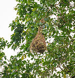 Yellow-rumped Cacique nest, Rio Bobonaza, Ecuador Closeup of  a bag-shaped nests built by Yellow-rumped Caciques. There may be up to a 100 of such nests in a large colony. They often intentionally build these nests close to paper wasp nests. The paper wasps are no threat to the nest yet will keep out small parasites.<br />
https://www.jungledragon.com/image/129195/yellow-rumped_cacique_rio_bobonaza_ecuador.html<br />
https://www.jungledragon.com/image/129196/yellow-rumped_cacique_nests_rio_bobonaza_ecuador.html Ecuador,Ecuador 2021,Finca Heimatlos,Geotagged,Rio Bobonaza,South America,Spring,World