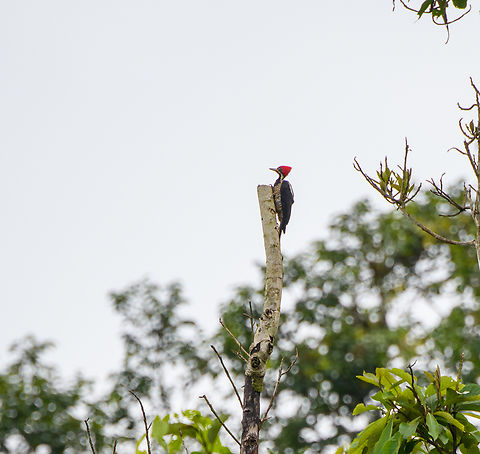 Crimson-crested woodpecker, Rio Bobanazo, Ecuador Deep crop, it was too far. Campephilus melanoleucos,Crimson-crested woodpecker,Ecuador,Ecuador 2021,Finca Heimatlos,Geotagged,Rio Bobonaza,South America,Spring,World