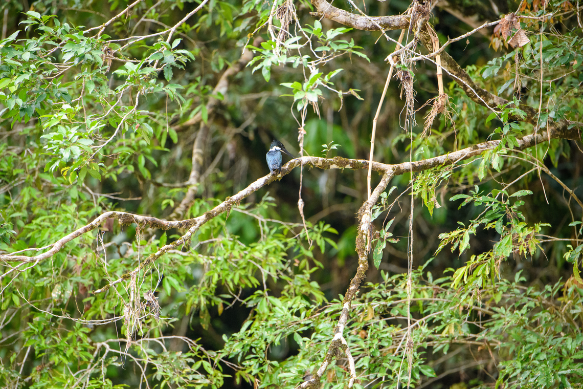 Amazon Kingfisher, Rio Bobanaza, Ecuador  Amazon Kingfisher,Chloroceryle amazona,Ecuador,Ecuador 2021,Finca Heimatlos,Geotagged,Rio Bobonaza,South America,Spring,World