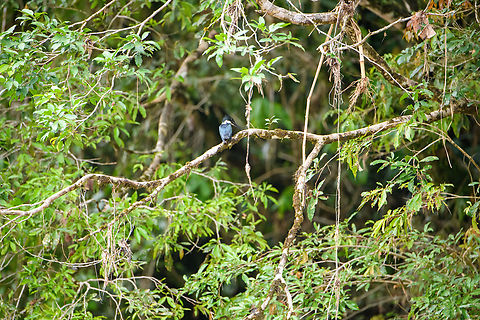 Amazon Kingfisher, Rio Bobanaza, Ecuador  Amazon Kingfisher,Chloroceryle amazona,Ecuador,Ecuador 2021,Finca Heimatlos,Geotagged,Rio Bobonaza,South America,Spring,World