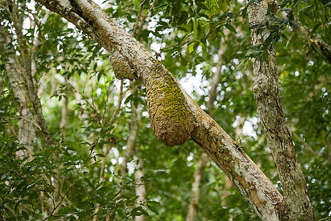 Ant nest in tree, Rio Bobonaza, Ecuador https://www.jungledragon.com/image/129205/ant_nests_in_tree_rio_bobonaza_ecuador.html Ecuador,Ecuador 2021,Finca Heimatlos,Geotagged,Rio Bobonaza,South America,Spring,World