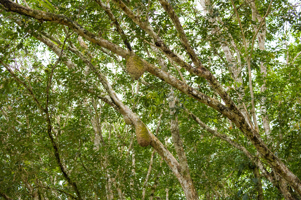 Ant nests in tree, Rio Bobonaza, Ecuador <figure class="photo"><a href="https://www.jungledragon.com/image/129204/ant_nest_in_tree_rio_bobonaza_ecuador.html" title="Ant nest in tree, Rio Bobonaza, Ecuador"><img src="https://s3.amazonaws.com/media.jungledragon.com/images/2/129204_thumb.jpg?AWSAccessKeyId=05GMT0V3GWVNE7GGM1R2&Expires=1769040010&Signature=%2B2qj%2FcVBtP8hpkUiRiQ5m2VjkME%3D" width="200" height="134" alt="Ant nest in tree, Rio Bobonaza, Ecuador https://www.jungledragon.com/image/129205/ant_nests_in_tree_rio_bobonaza_ecuador.html Ecuador,Ecuador 2021,Finca Heimatlos,Geotagged,Rio Bobonaza,South America,Spring,World" /></a></figure> Ecuador,Ecuador 2021,Finca Heimatlos,Geotagged,Rio Bobonaza,South America,Spring,World