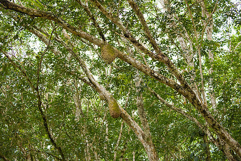 Ant nests in tree, Rio Bobonaza, Ecuador https://www.jungledragon.com/image/129204/ant_nest_in_tree_rio_bobonaza_ecuador.html Ecuador,Ecuador 2021,Finca Heimatlos,Geotagged,Rio Bobonaza,South America,Spring,World