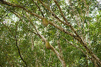 Ant nests in tree, Rio Bobonaza, Ecuador https://www.jungledragon.com/image/129204/ant_nest_in_tree_rio_bobonaza_ecuador.html Ecuador,Ecuador 2021,Finca Heimatlos,Geotagged,Rio Bobonaza,South America,Spring,World