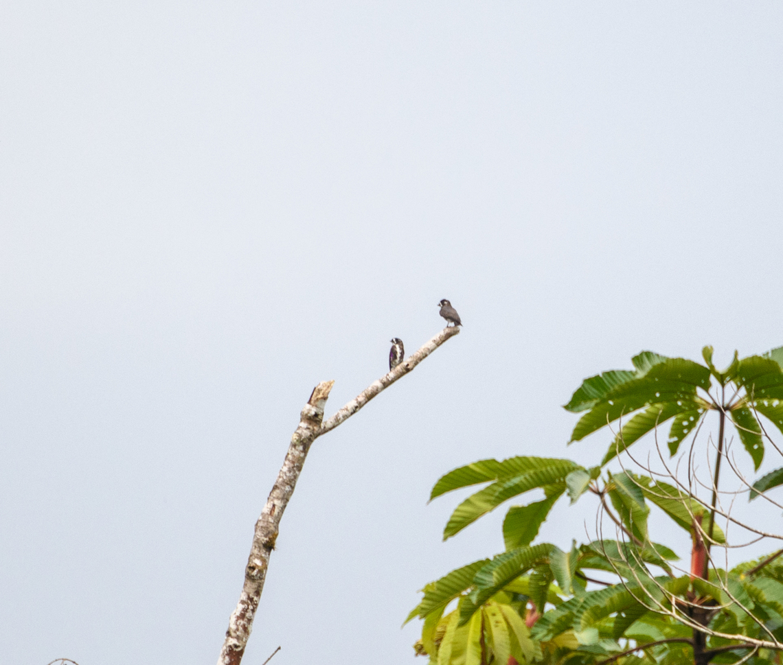 White-browed purpletufts, Rio Bobonaza, Ecuador Everything was very far away on this day, sorry. Ecuador,Ecuador 2021,Finca Heimatlos,Geotagged,Iodopleura isabellae,Rio Bobonaza,South America,Spring,White-browed purpletuft,World