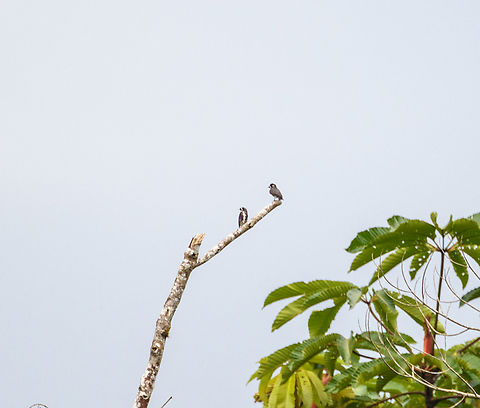 White-browed purpletufts, Rio Bobonaza, Ecuador Everything was very far away on this day, sorry. Ecuador,Ecuador 2021,Finca Heimatlos,Geotagged,Iodopleura isabellae,Rio Bobonaza,South America,Spring,White-browed purpletuft,World