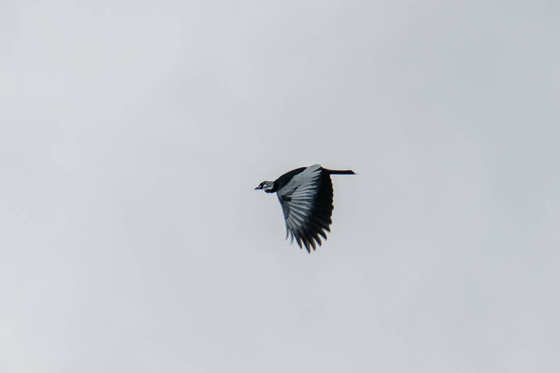 Bare-necked fruitcrow - in flight, Rio Bobonaza, Ecuador Remote shots but a lovely strange bird. It has a turkey-like appearance:<br />
<a href="https://upload.wikimedia.org/wikipedia/commons/4/47/GymnoderusFoetidusKeulemans.jpg" rel="nofollow">https://upload.wikimedia.org/wikipedia/commons/4/47/GymnoderusFoetidusKeulemans.jpg</a><br />
<figure class="photo"><a href="https://www.jungledragon.com/image/129208/bare-necked_fruitcrow_rio_bobonaza_ecuador.html" title="Bare-necked fruitcrow, Rio Bobonaza, Ecuador"><img src="https://s3.amazonaws.com/media.jungledragon.com/images/2/129208_thumb.jpg?AWSAccessKeyId=05GMT0V3GWVNE7GGM1R2&Expires=1767225610&Signature=NswraQeng9yu8FEzCFyFMgG3wjU%3D" width="200" height="134" alt="Bare-necked fruitcrow, Rio Bobonaza, Ecuador Remote shots but a lovely strange bird. It has a turkey-like appearance:<br />
https://upload.wikimedia.org/wikipedia/commons/4/47/GymnoderusFoetidusKeulemans.jpg<br />
https://www.jungledragon.com/image/129207/bare-necked_fruitcrow_-_in_flight_rio_bobonaza_ecuador.html Bare-necked fruitcrow,Ecuador,Ecuador 2021,Finca Heimatlos,Geotagged,Gymnoderus foetidus,Rio Bobonaza,South America,Spring,World" /></a></figure> Bare-necked fruitcrow,Ecuador,Ecuador 2021,Finca Heimatlos,Geotagged,Gymnoderus foetidus,Rio Bobonaza,South America,Spring,World
