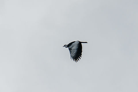 Bare-necked fruitcrow - in flight, Rio Bobonaza, Ecuador Remote shots but a lovely strange bird. It has a turkey-like appearance:
https://upload.wikimedia.org/wikipedia/commons/4/47/GymnoderusFoetidusKeulemans.jpg
https://www.jungledragon.com/image/129208/bare-necked_fruitcrow_rio_bobonaza_ecuador.html Bare-necked fruitcrow,Ecuador,Ecuador 2021,Finca Heimatlos,Geotagged,Gymnoderus foetidus,Rio Bobonaza,South America,Spring,World